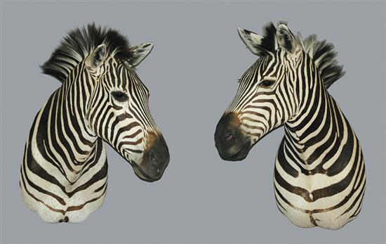 Appraisal: Pair taxidermy specimen African zebras European shoulder mounted zebras fitted