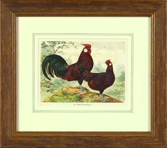 Appraisal: Pair of Offset Chromolithographs from Cassell's Poultry Book depicting Gold