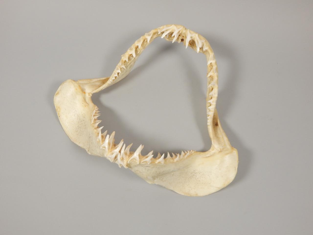 Appraisal: A short fin mako shark jaw cm wide