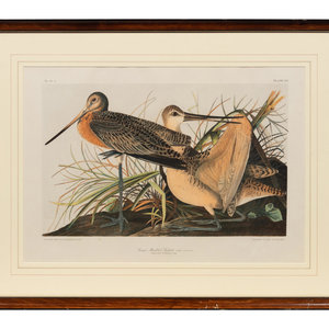 Appraisal: After John James Audubon American - Great Marbled Godwit Plate