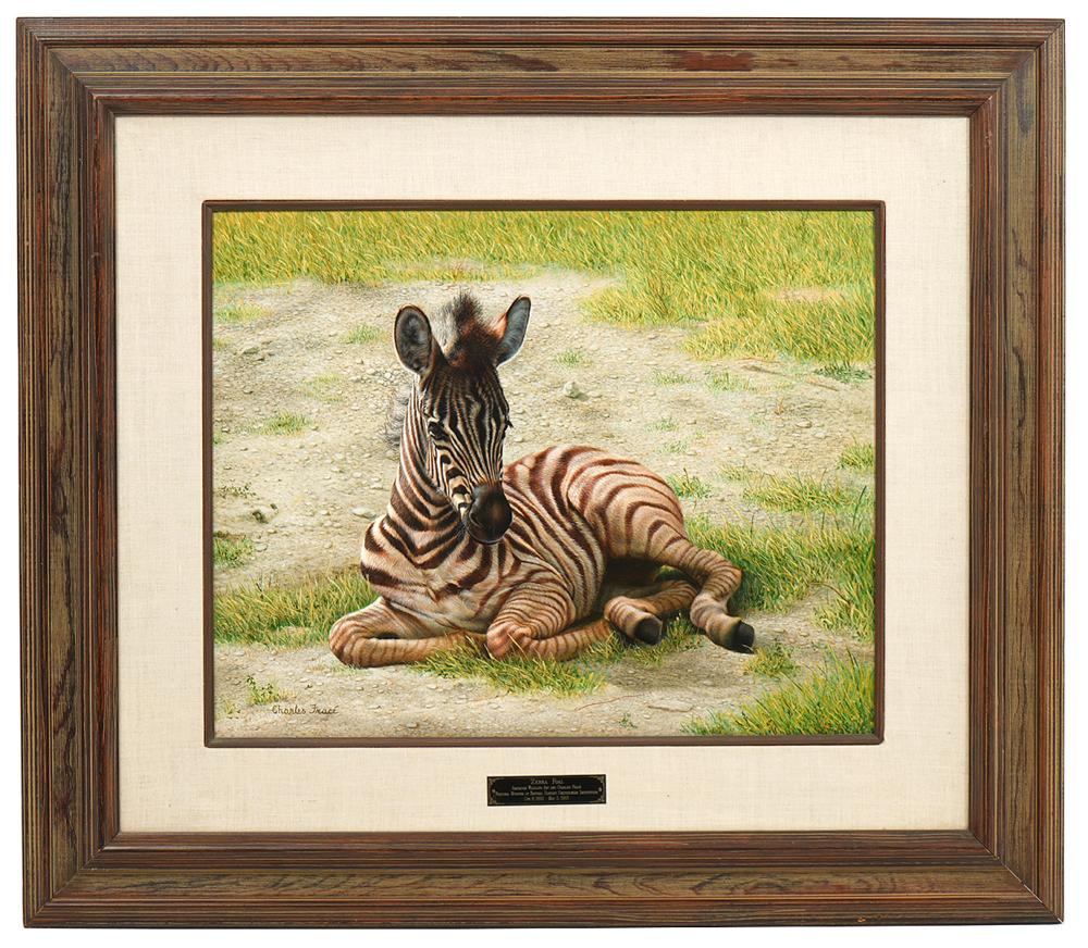 Appraisal: Charles Frace American - 'Zebra Foal' Acrylic on canvas of