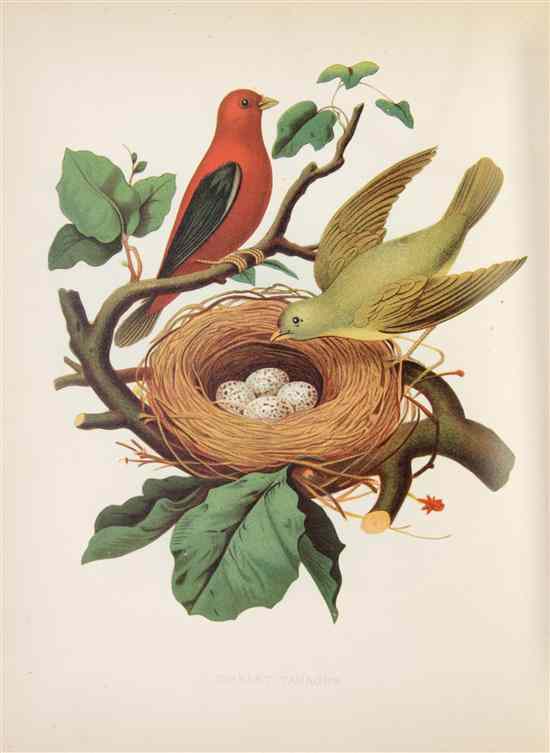 Appraisal: ORNITHOLOGY AMERICAN GENTRY THOMAS Nests and Eggs of Birds of