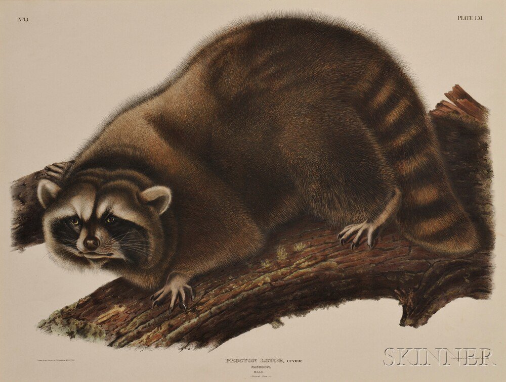 Appraisal: Audubon John James - Raccoon Male Plate LXI from The