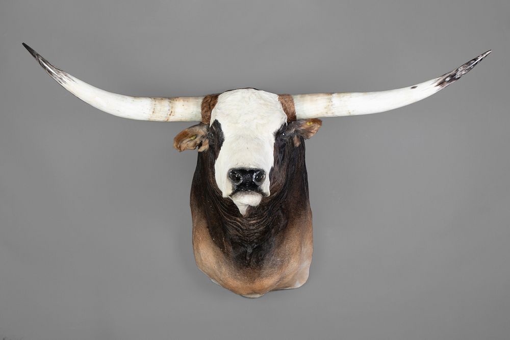 Appraisal: Longhorn Steer Shoulder Mount Taxidermy Longhorn Steer Shoulder Mount Taxidermy