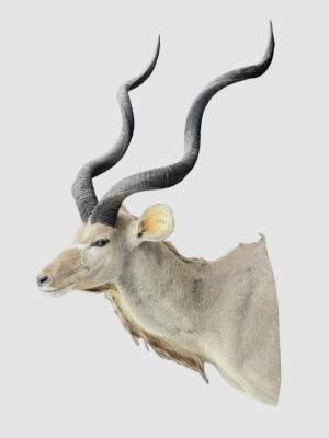 Appraisal: African Kudu MountA large and impressive Kudu taxidermy shoulder mount