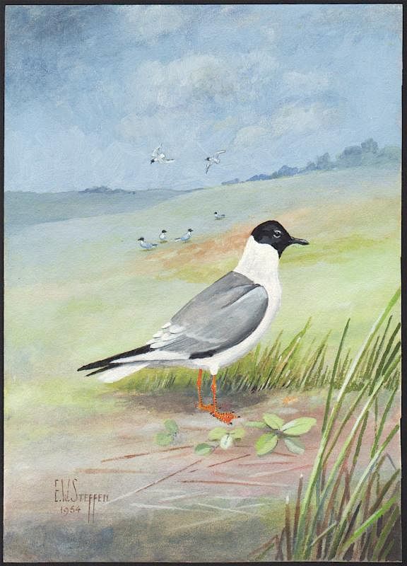 Appraisal: Steffen Watercolor of Bonapartes Gull Bonaparte's Gull Earnest W Steffen