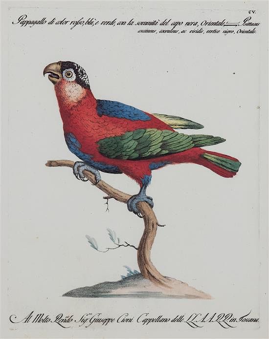 Appraisal: A Pair of Italian Hand-Colored Engravings of Parrots A Pair