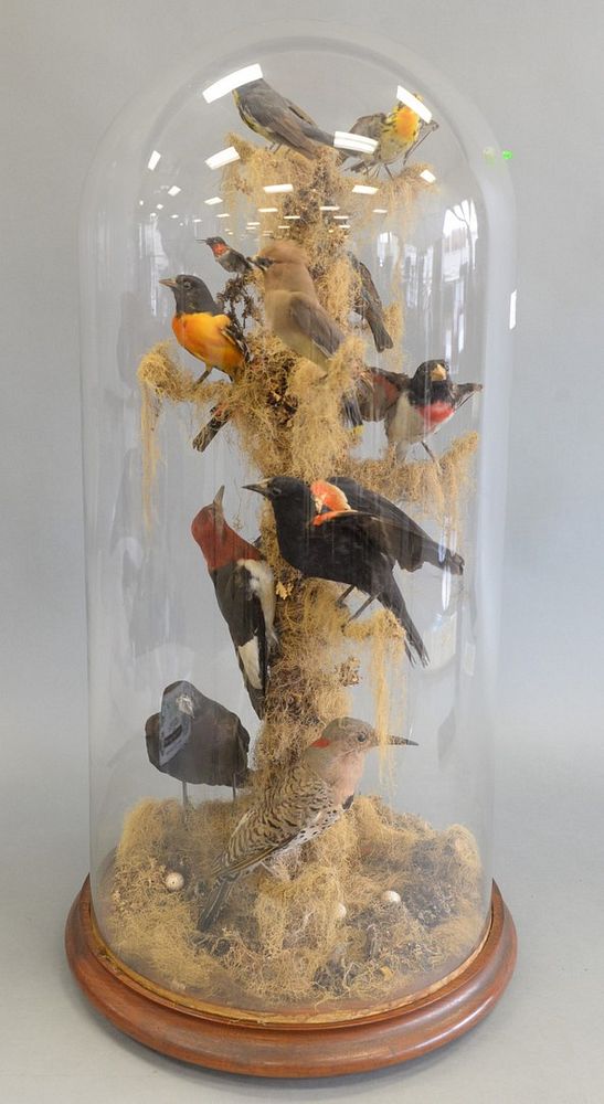 Appraisal: Victorian Taxidermy Bird Group having glass dome over different types