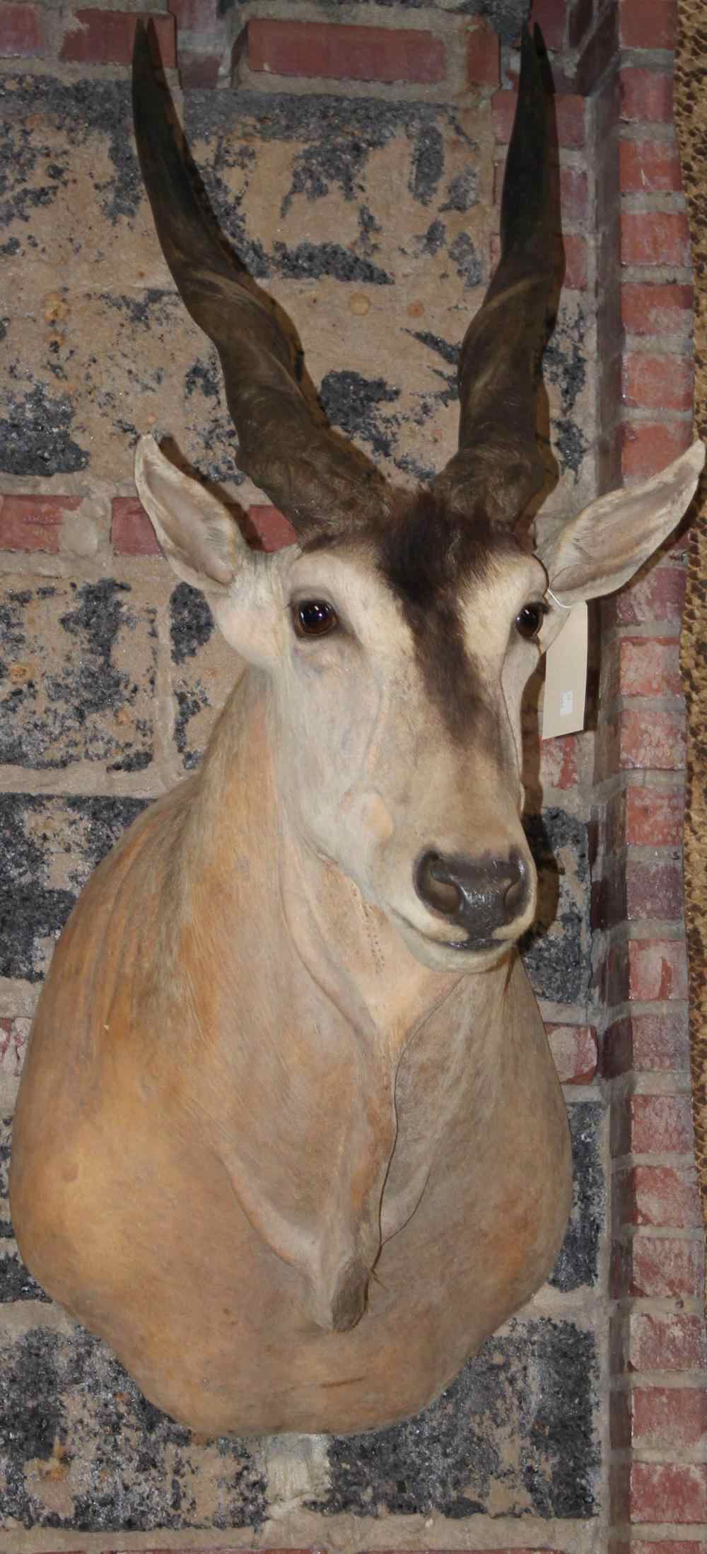 Appraisal: EAST AFRICAN ELAND TAXIDERMY SHOULDER MOUNT LABELED ''JAMES L CLARK