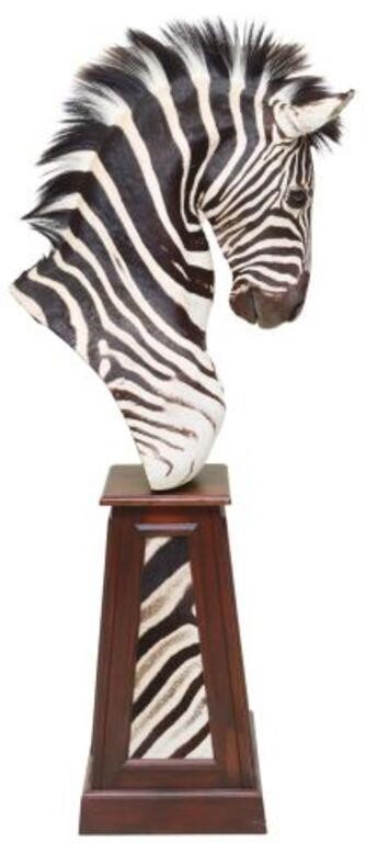 Appraisal: Taxidermy Zebra shoulder mount on tapered plinth base with inset