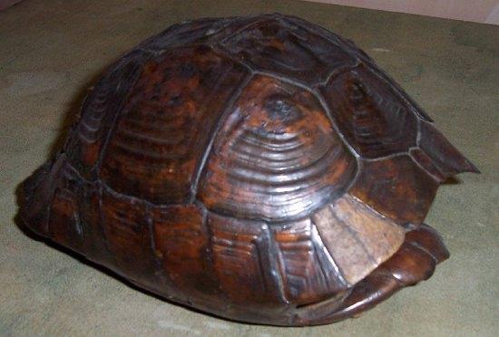 Appraisal: A tortoise shell cm long