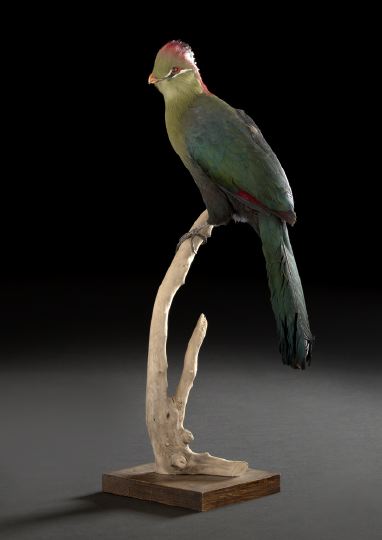 Appraisal: Good Taxidermy Specimen of a Fischer's Turaco scientific name Tauraco