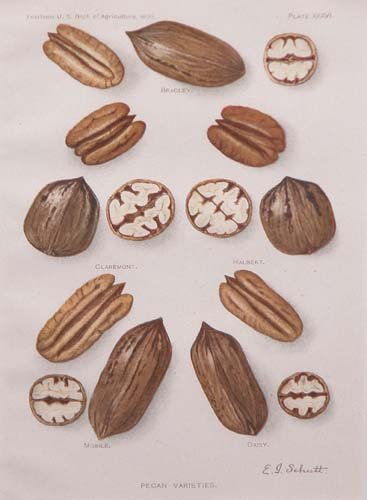 Appraisal: Lot of Two Lithograph of Pecan Varieties lithograph printed in