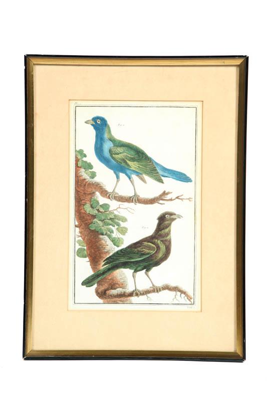 Appraisal: FRAMED BIRD PRINT A framed handcolored bird print Image size