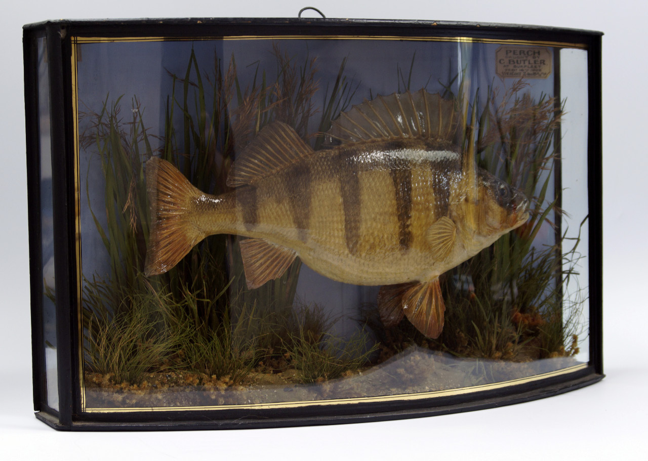 Appraisal: A taxidermy specimen of a perch preserved by J Cooper