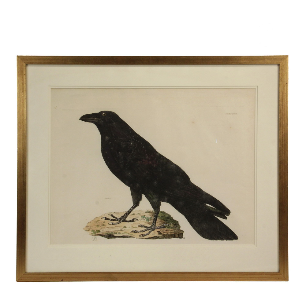 Appraisal: PRIDEAUX JOHN SELBY UK - Raven - Plate XXVII hand