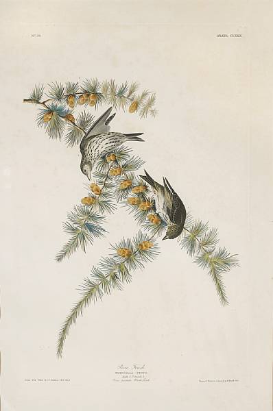 Appraisal: After John James Audubon American - Pine Finch Fringilla Pinus