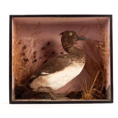 Appraisal: A taxidermy specimen of a duck in a naturalistic setting