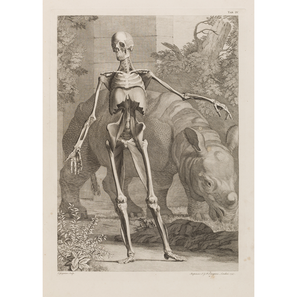 Appraisal: Albinus Bernard Siegfried Tables of the Skeleton and Muscles of