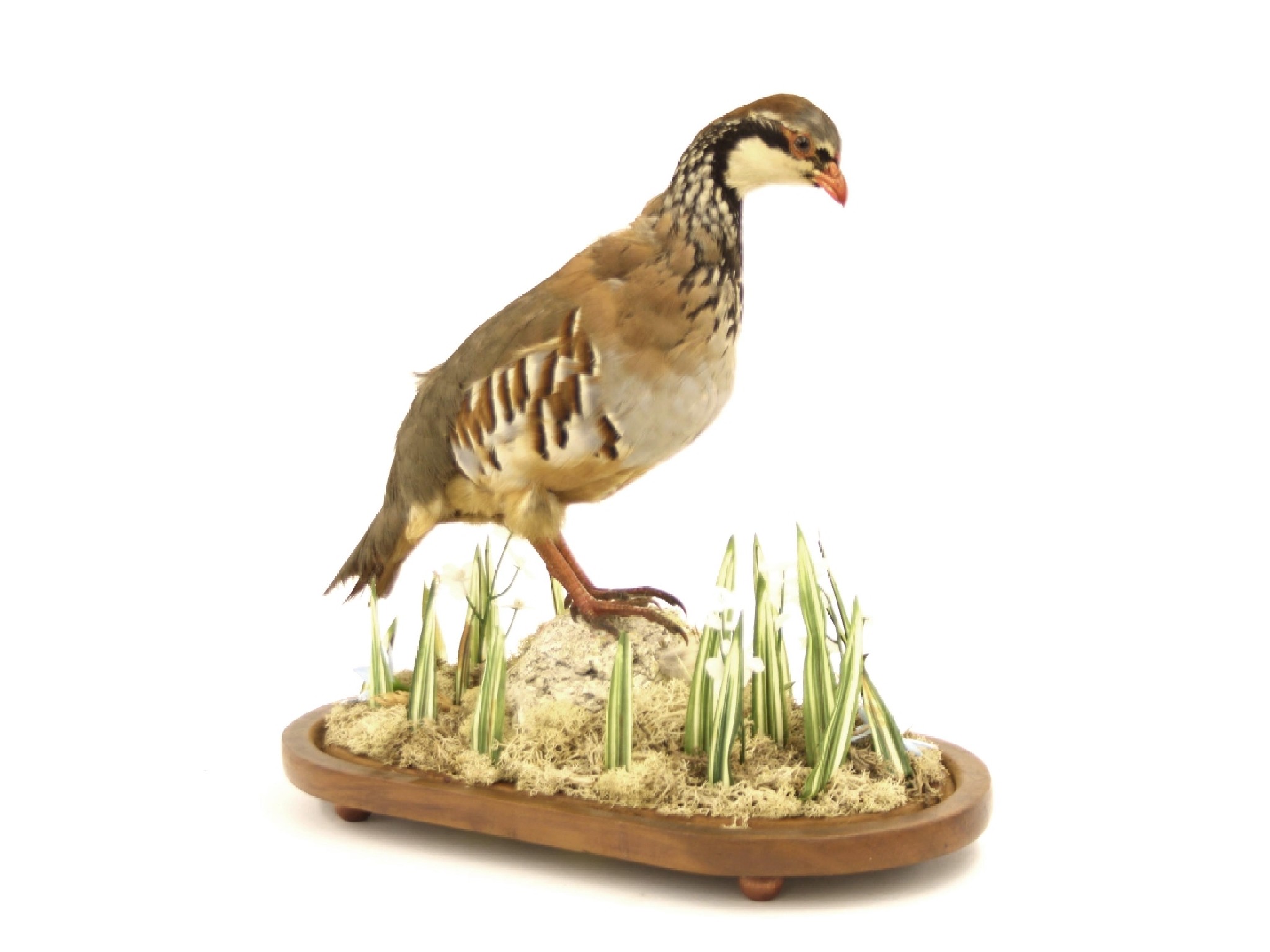 Appraisal: Taxidermy Specimen - study of a red-legged partridge upon a