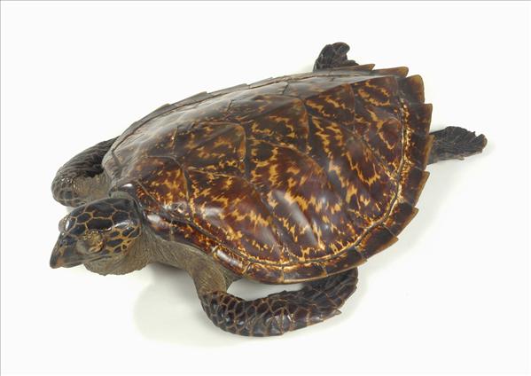 Appraisal: Taxidermy - a Hawksbill turtle late th - early th