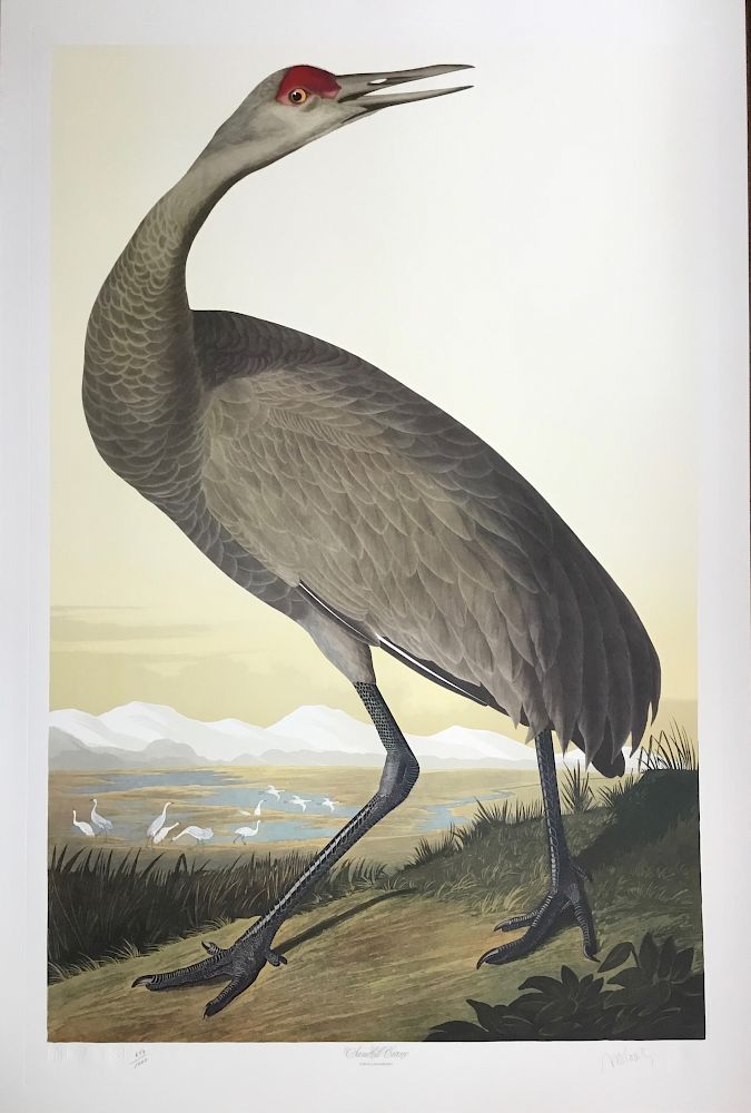 Appraisal: Lithograph Sandhill Crane by M Bernard Loates A limited edition