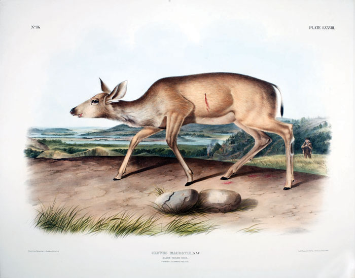 Appraisal: BLACK TAILED DEER FEMALE-SUMMER PELAGE NO PLATE LXXVIII Drawn from