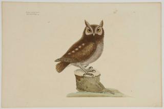 Appraisal: Mark Catesby British - The Little Owl T from The