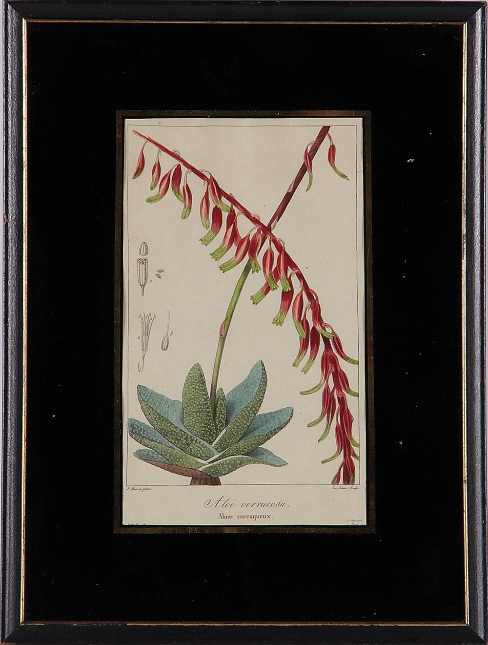 Appraisal: Pancrace Bessa French - ten works BOTANICAL SPECIMENS from Mordant