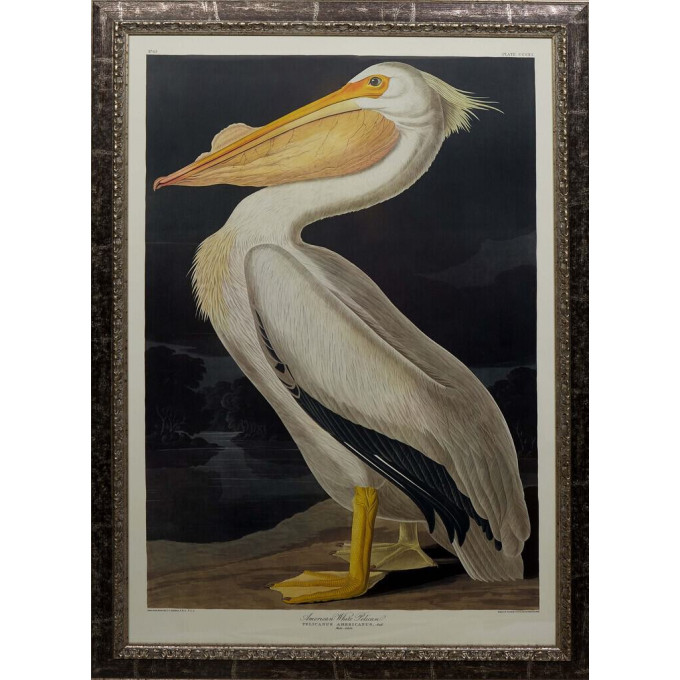 Appraisal: John James Audubon Haitian American - American White Pelican Pelicanus