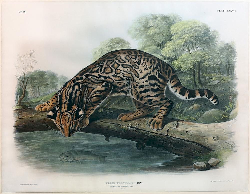 Appraisal: Audubon Quadrupeds Imperial Folio Ocelot Ocelot Plate John James Audubon