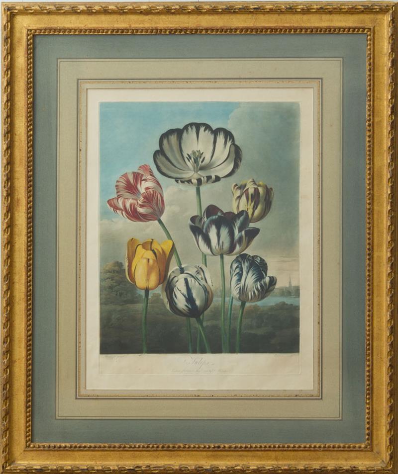 Appraisal: ROBERT JOHN THORNTON - TULIPS AND A GROUP OF CARNATIONS