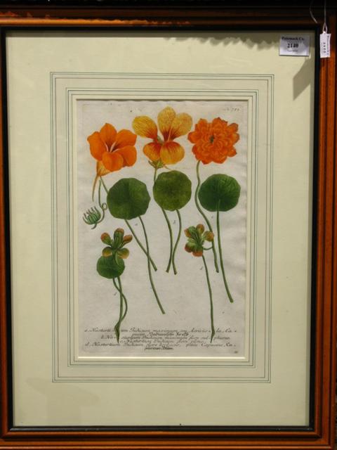 Appraisal: NASTURTIUM Colored print x in sight Framed Plate no Provenance