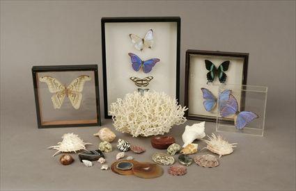 Appraisal: Collection of Natural History Specimens Comprising shells coral hardstones minerals