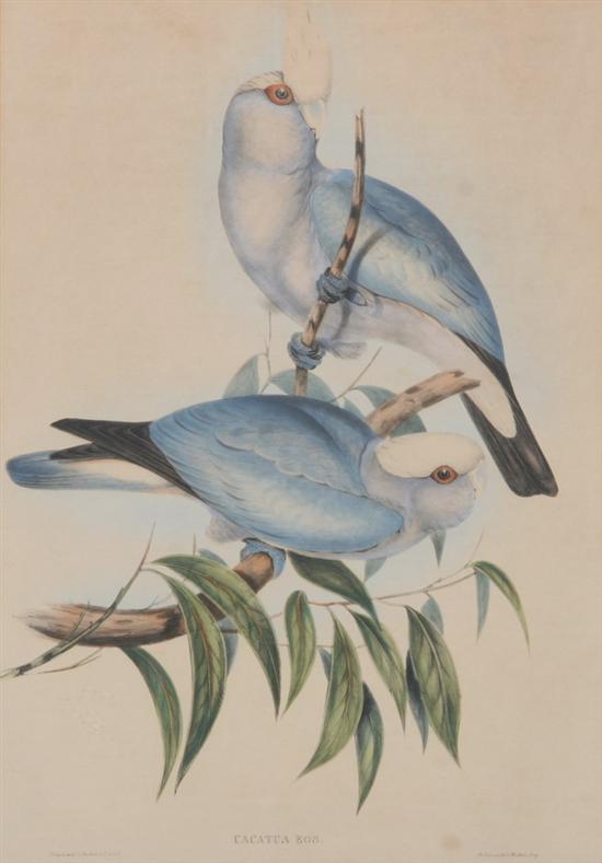 Appraisal: JOHN GOULD AND H C RICHTER Cacatua Eos Lithograph with