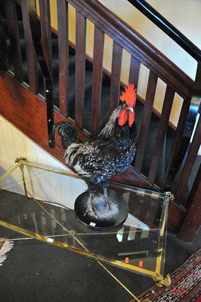 Appraisal: A TAXIDERMIED BLACK ROOSTER