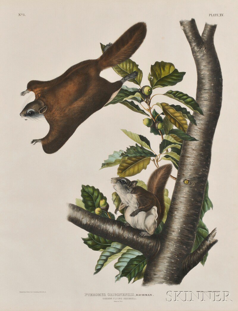 Appraisal: Audubon John James - Oregon Flying Squirrel from Viviparous Quadrupeds