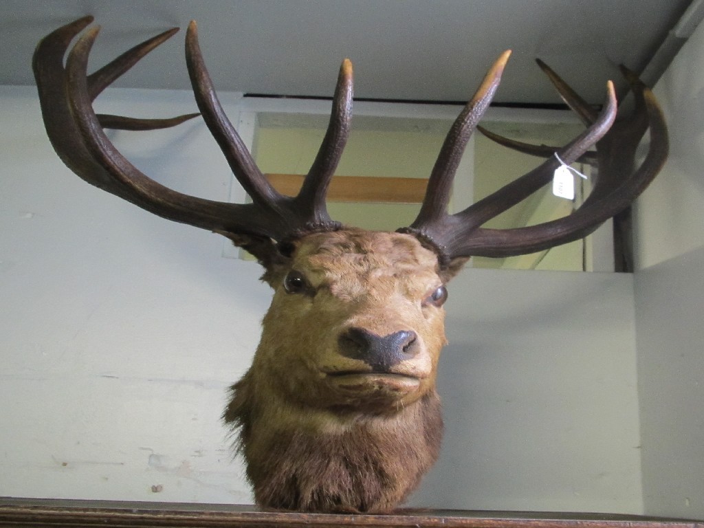 Appraisal: Stag's head with pair of six point antlers