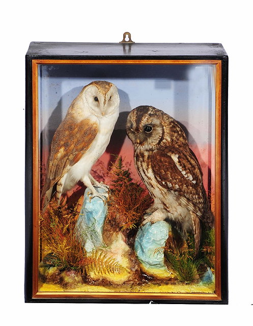 Appraisal: Taxidermy - Attributed to Hutchings of AberystwythA barn owl and