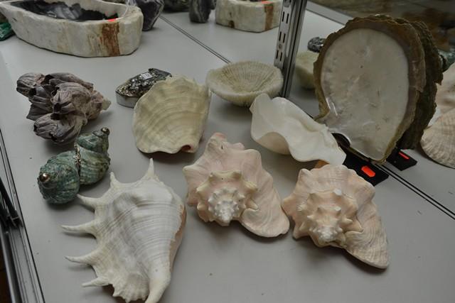 Appraisal: COLLECTION OF SHELLS AND CORAL