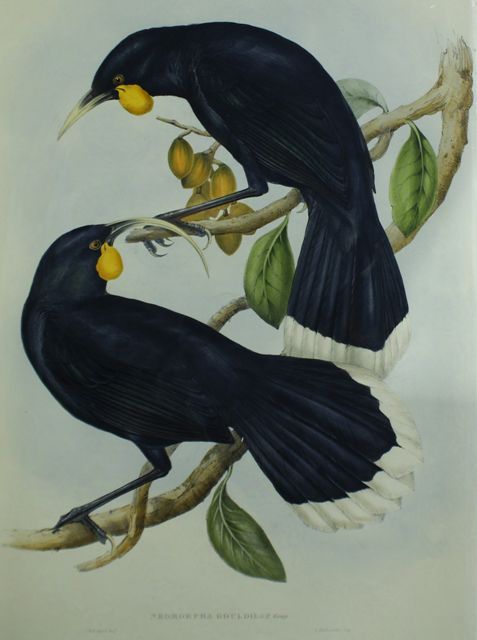 Appraisal: Gould's Neomorpha Neomorpha Gouldii Lithograph by Elizabeth Gould