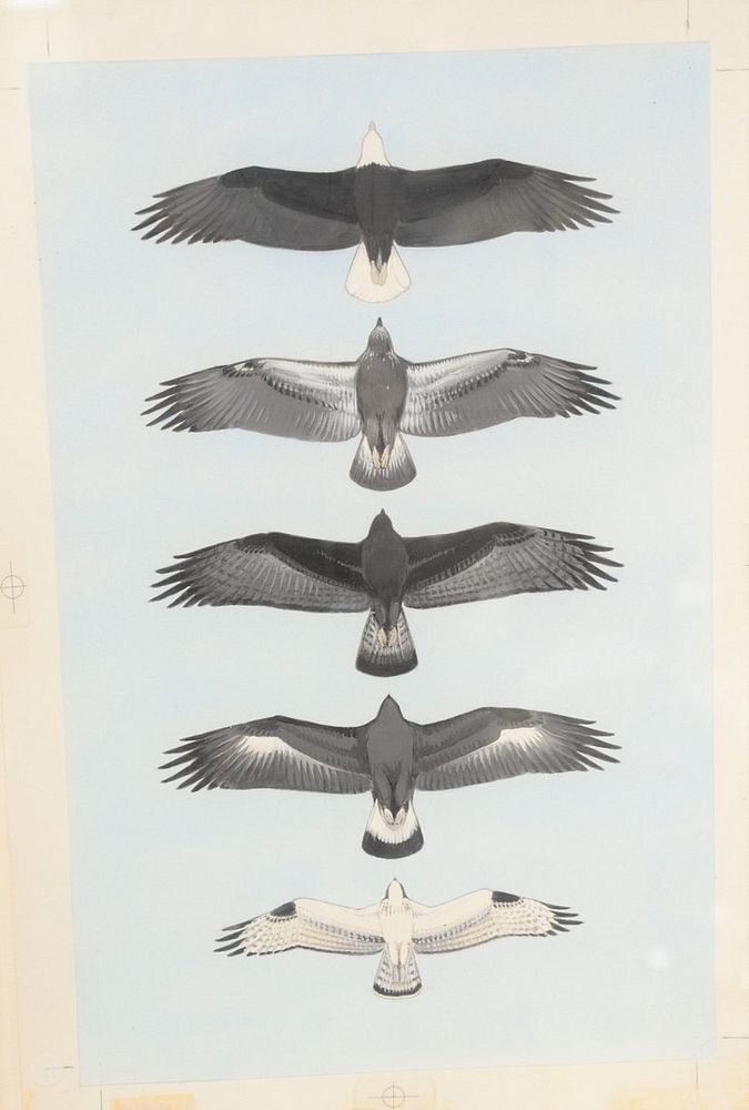 Appraisal: Roger Tory Peterson American - Eagles - Osprey Overhead gouache