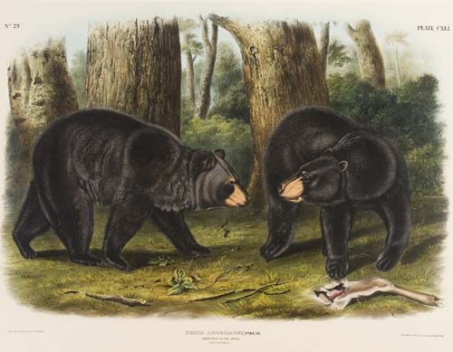 Appraisal: ANIMALS Audubon John James American Black Bear Plate CXLI Hand-colored