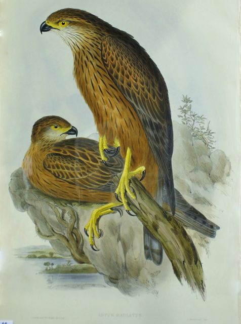 Appraisal: Radiated Goshawk Astur Radiatus