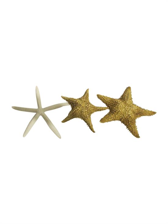 Appraisal: Sale Lot Three Starfish Specimens each of natural form Largest