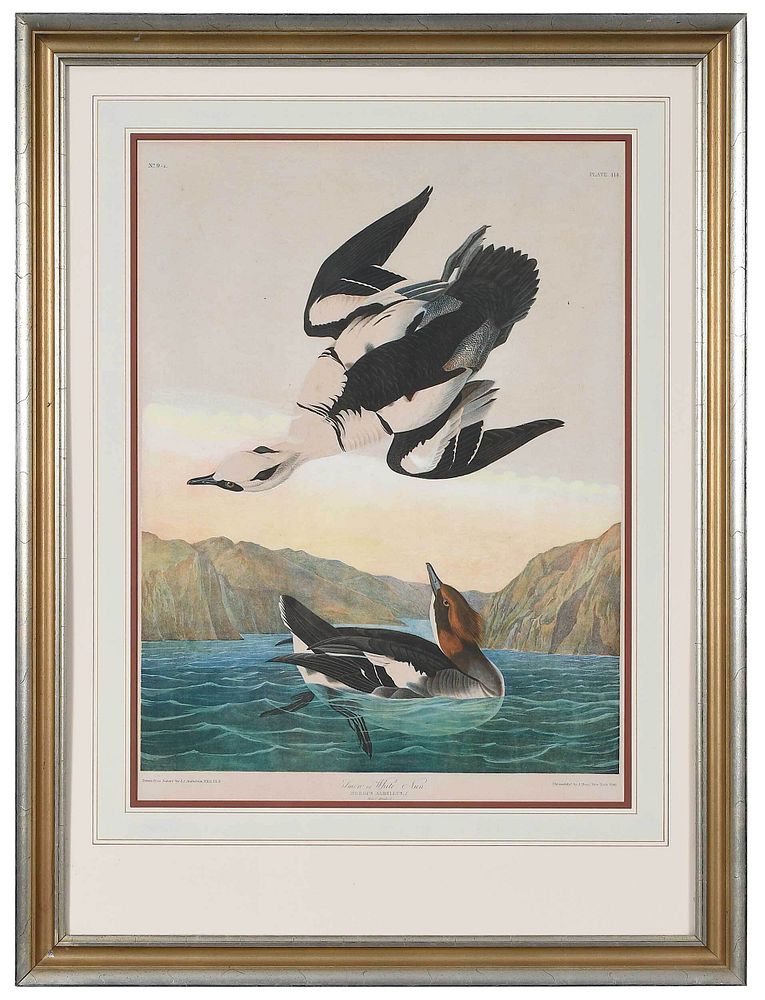 Appraisal: After John James Audubon New York - Smew or White