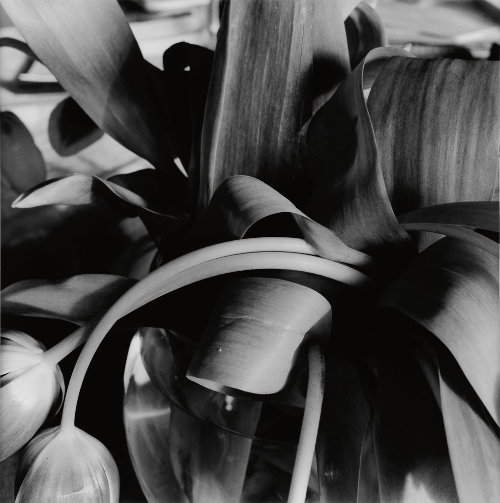 Appraisal: LEE FRIEDLANDER - New City from the Stems series Silver