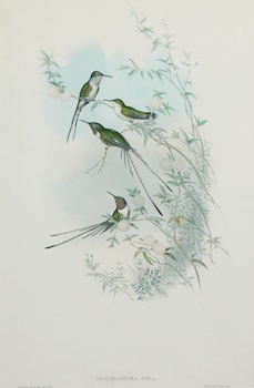 Appraisal: John Gould American - Thaumastura Cora Lithograph with hand coloring