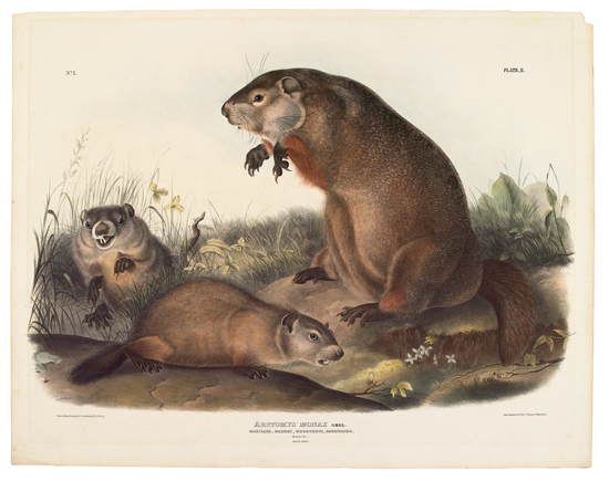 Appraisal: ANIMALS Audubon John James Maryland Marmot Woodchuck Groundhog Plate II