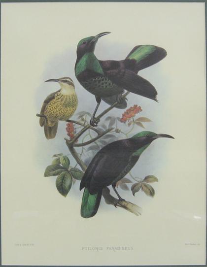 Appraisal: Four large folio size lithographs of birds of paradise after